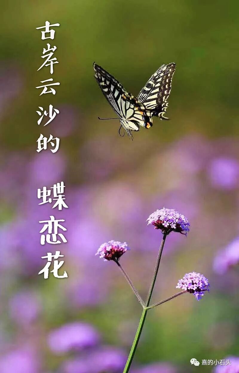 古岸云沙的蝶恋花习字心得 熹的小石头 微信公众号文章阅读 Wemp