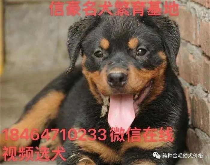 东德牧羊犬价格德牧幼犬价格多少钱一只