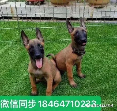 东德牧羊犬价格德牧幼犬价格多少钱一只