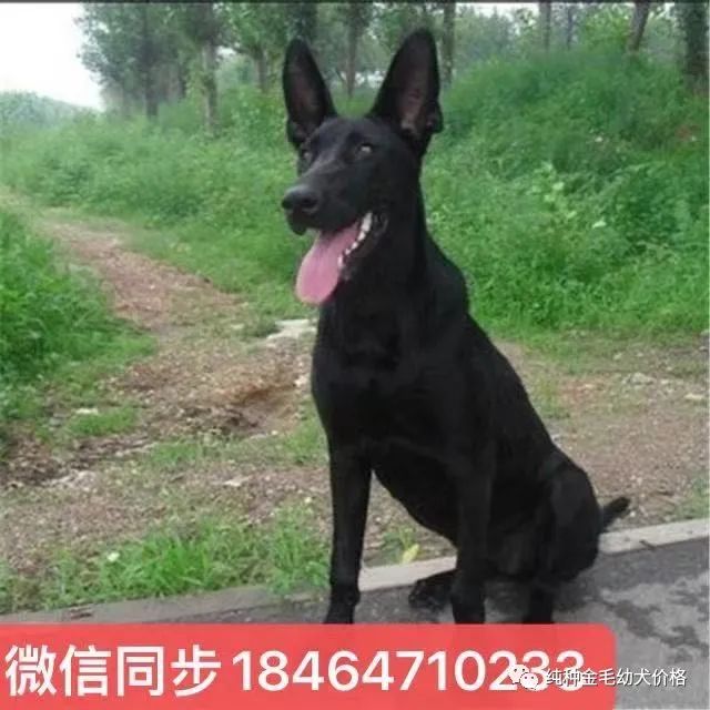 东德牧羊犬价格德牧幼犬价格多少钱一只