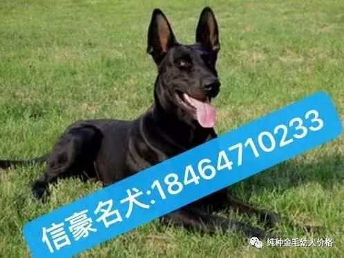 东德牧羊犬价格德牧幼犬价格多少钱一只