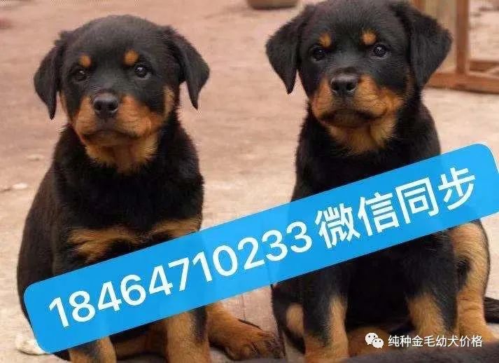 东德牧羊犬价格德牧幼犬价格多少钱一只