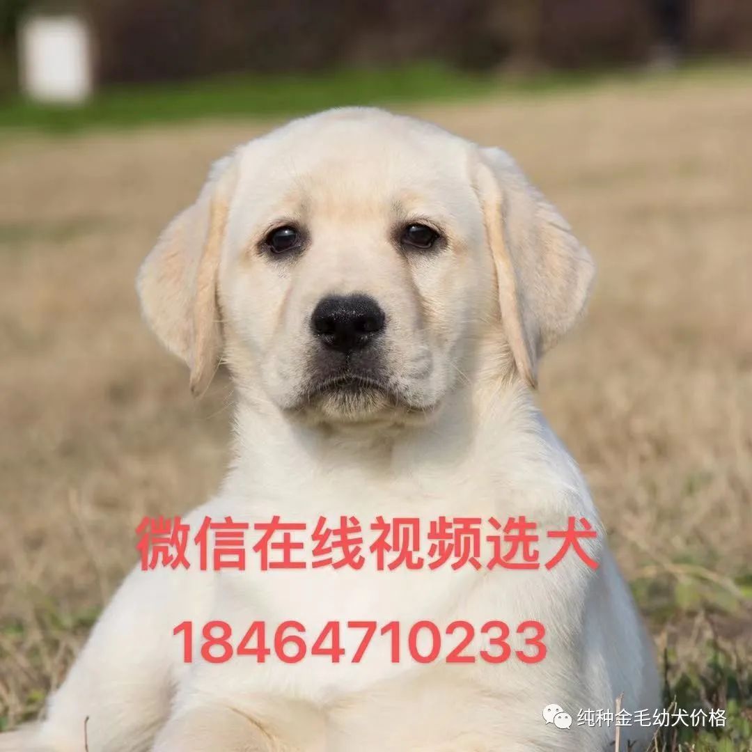 东德牧羊犬价格德牧幼犬价格多少钱一只