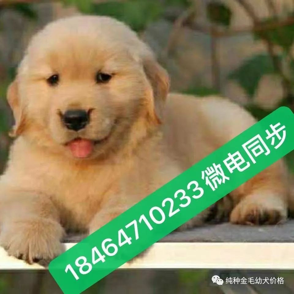 东德牧羊犬价格德牧幼犬价格多少钱一只