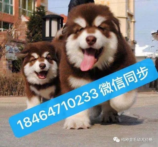 阿拉斯加犬多少钱一只正宗纯种阿拉斯加犬价格报价