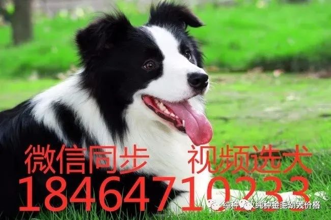 东德牧羊犬价格德牧幼犬价格多少钱一只