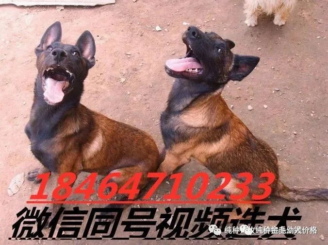 东德牧羊犬价格德牧幼犬价格多少钱一只