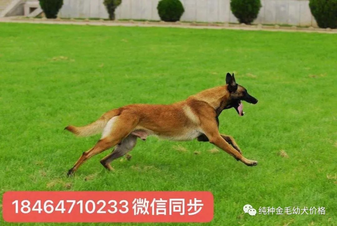 东德牧羊犬价格德牧幼犬价格多少钱一只