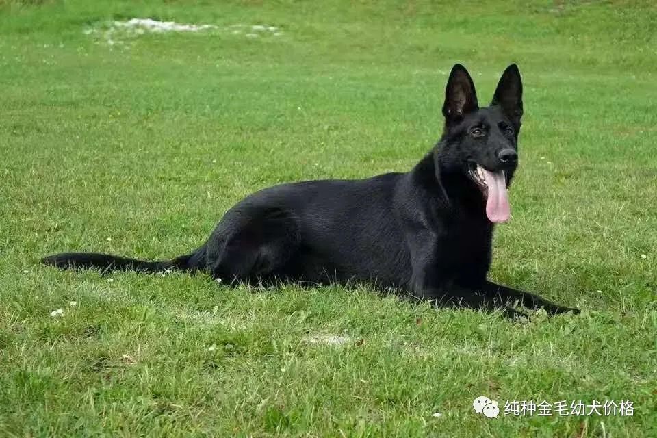 东德牧羊犬价格德牧幼犬价格多少钱一只