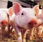 猪价又入低谷，农民的养殖路何去何从？多元化模式是否可取