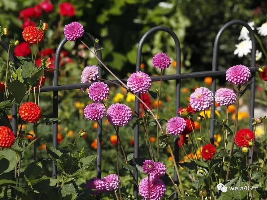 初春预售大丽花与大花飞燕草 装点专属于你的 饲料厂