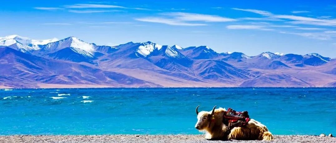 西藏的春天，能把摄影师都逼疯了！