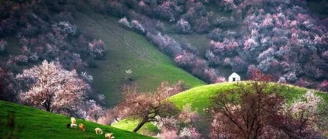 原来新疆的春天可以这么美，都是因为30000亩杏花开了