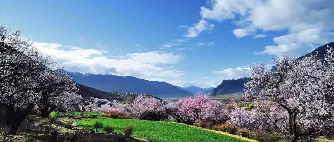 为什么很多人不远千里跑去西藏看桃花！