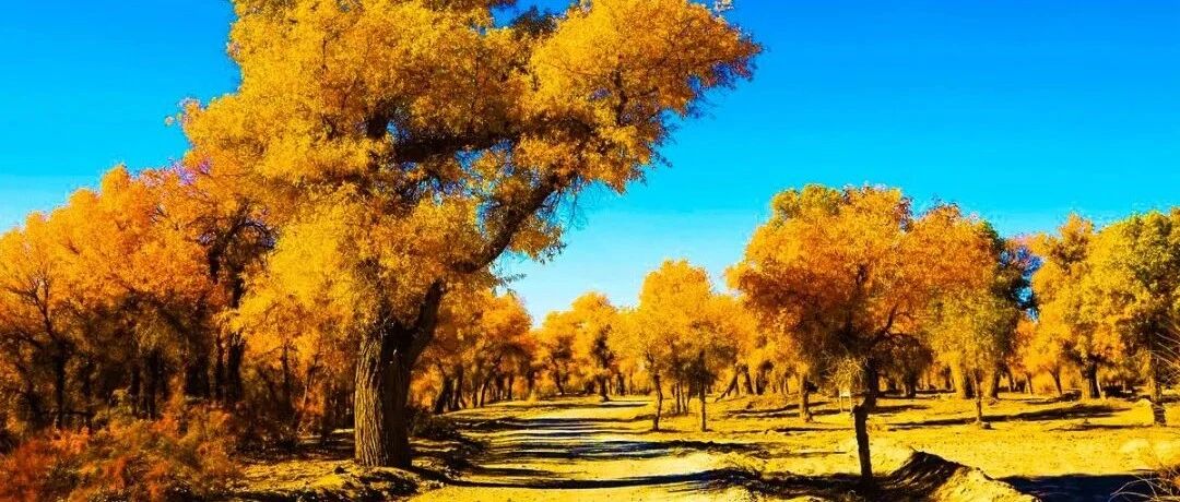 上帝赐予最美的秋色，中国最美六大胡杨林，你去过几个？