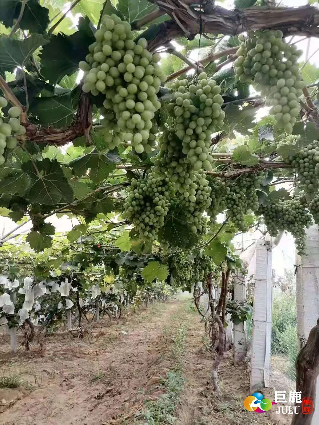 致富经种植_致富种植什么比较赚大钱_致富种植养殖