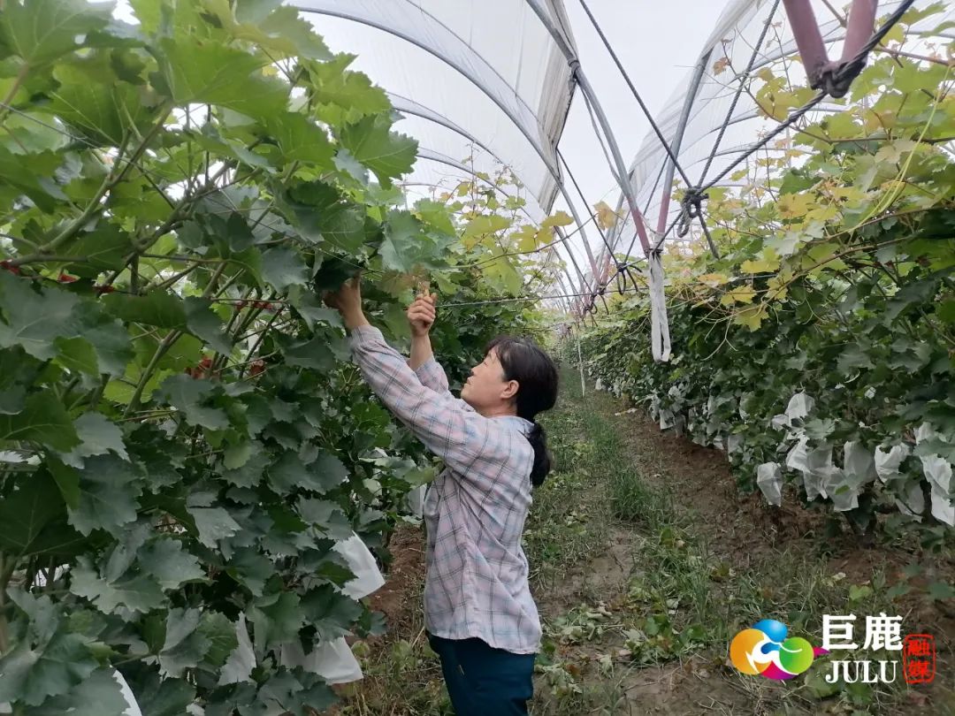 致富种植养殖_致富经种植_致富种植什么比较赚大钱