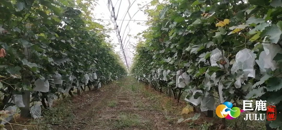 致富经种植_致富种植养殖_致富种植什么比较赚大钱