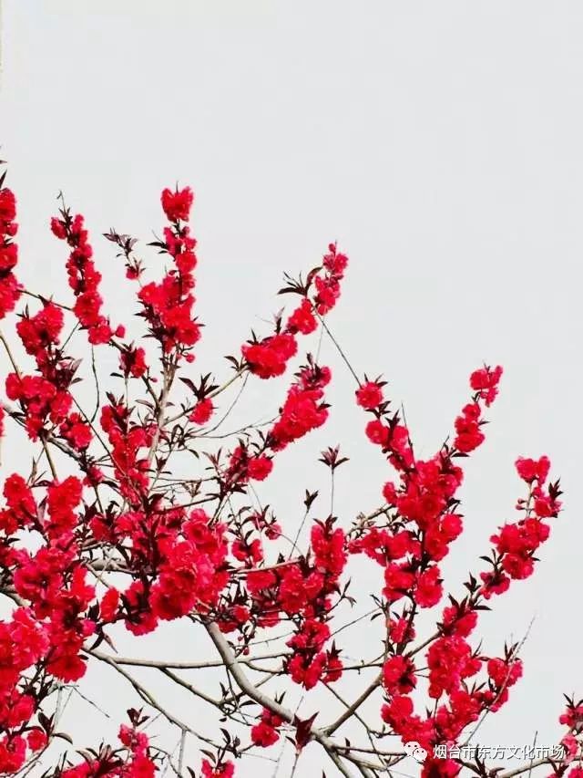 人間四月芳菲盡我家花房春意深