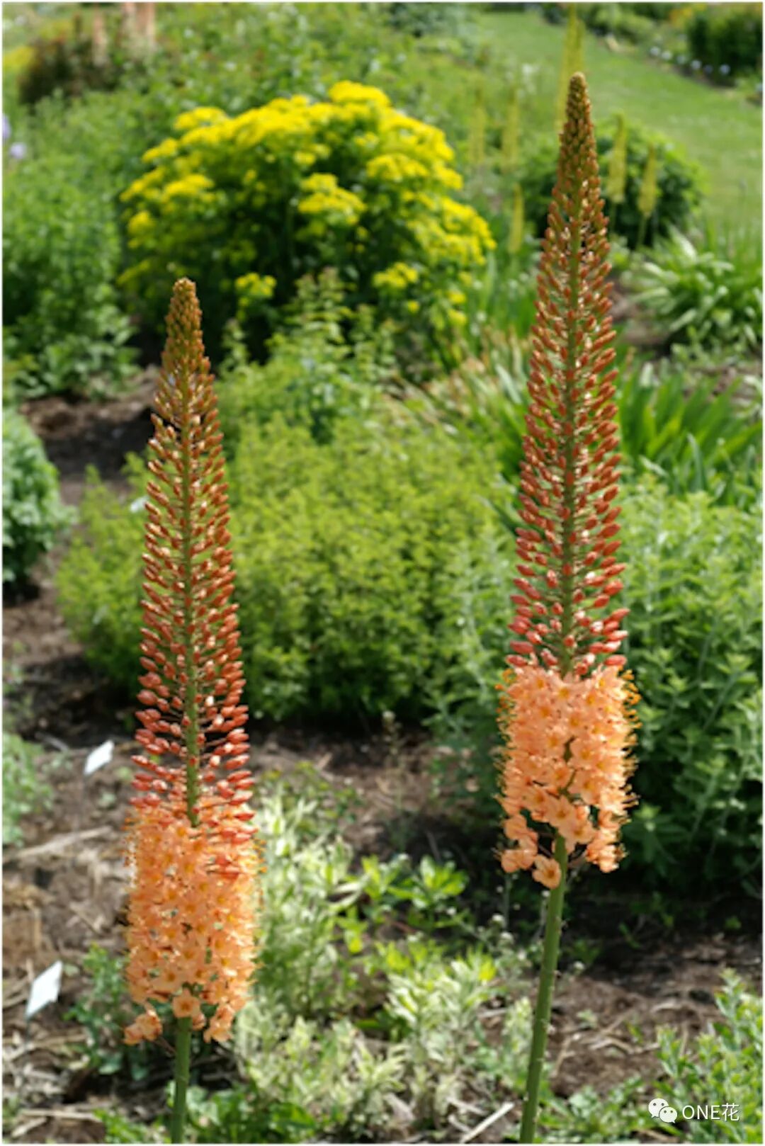 赏花去 | 认识新花——独尾草