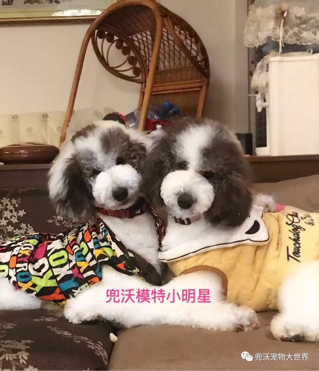 十二年专业教学美容师牵犬师训犬师职业培训全国招生 兜沃宠物大世界 微信公众号文章阅读 Wemp