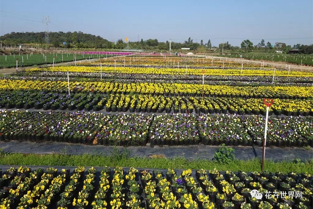【优秀花卉企业】鸿业园艺年产时花800万盆,任君选择