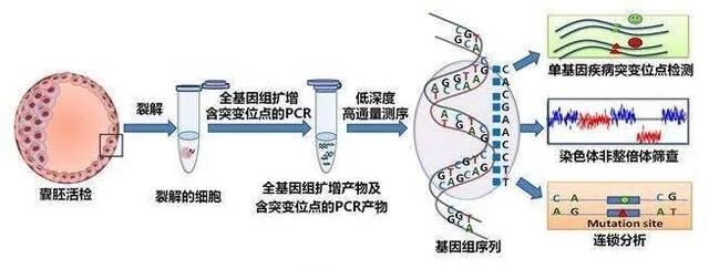 性激素六项单子上这个数值升高，你的卵巢可能老了！