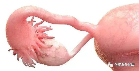 试管百科：难过“高考”，逼哭选择恐惧症的试管养囊！