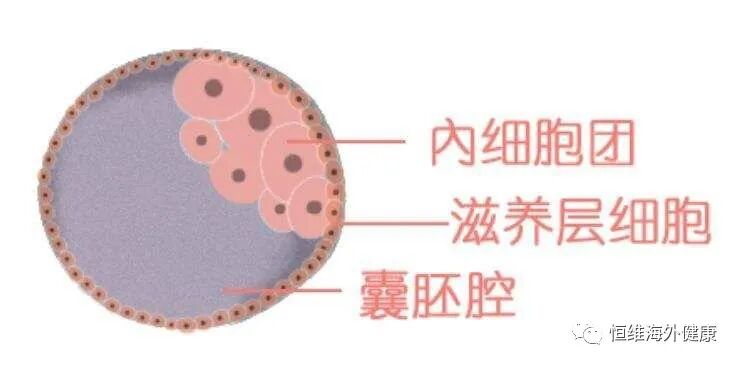 什么是囊胚?对于试管移植有什么优势?今天一文带你了解清楚！