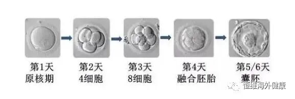 什么是囊胚?对于试管移植有什么优势?今天一文带你了解清楚！