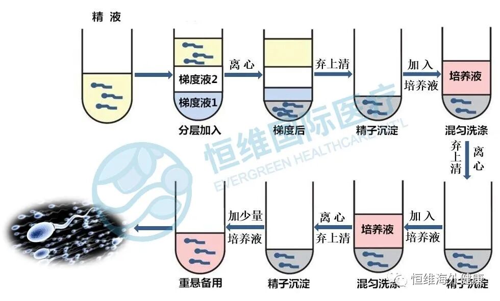 精子也会「掉链子」，不碎才是真的高质量男性！