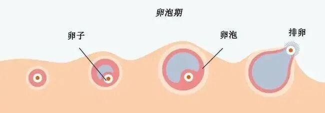 性激素六项该怎么看最容易懂?解答来了！