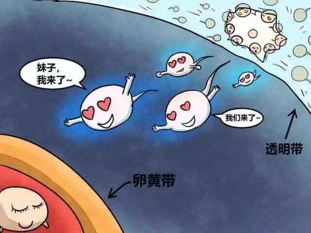 容易忽略的不孕不育原因——抗精子抗体!