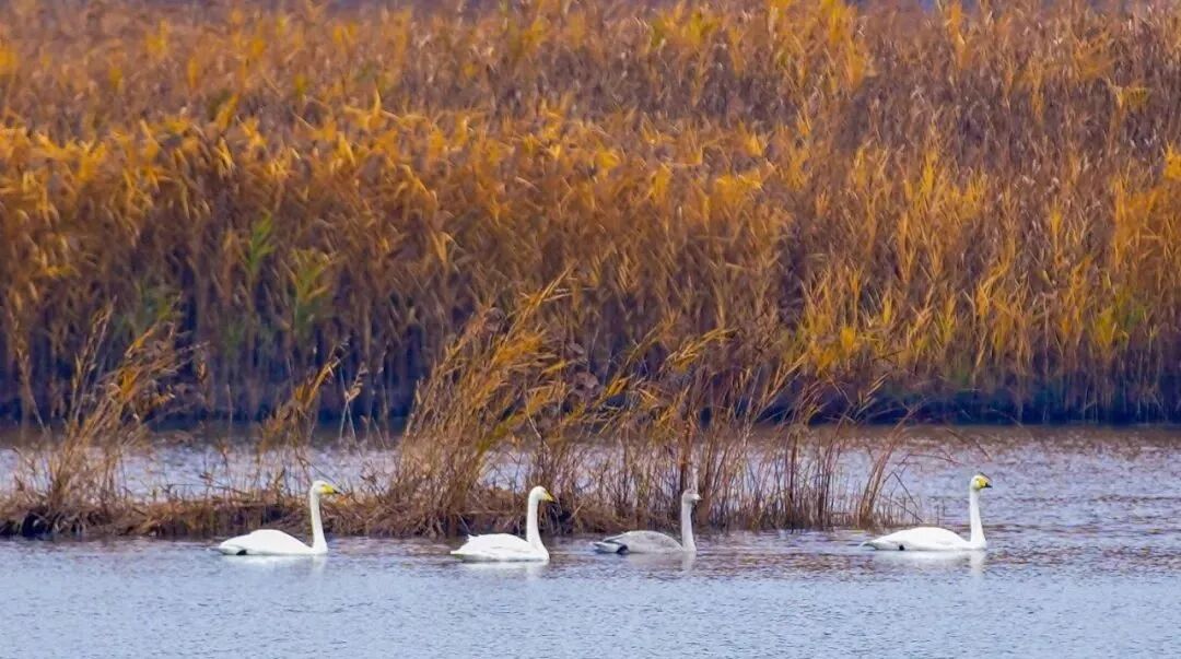 枕山宿海海边民宿5日冬游记