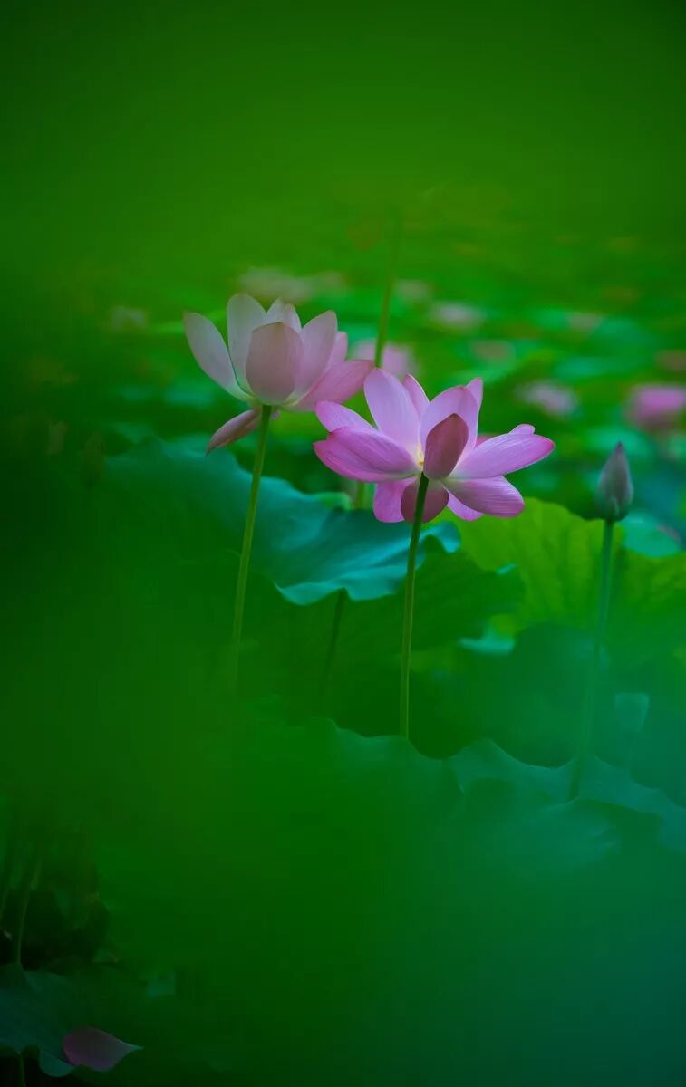 养心音乐雨花台心若莲花开带给心灵上的宁静小憩
