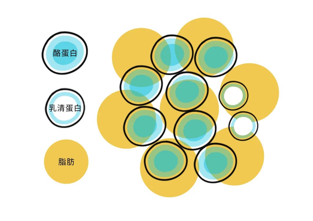 它们存在于均质奶中脂肪球的表面