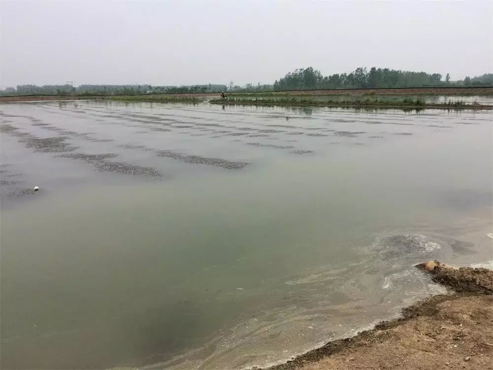 一亩小龙虾养殖成本 养小龙虾一亩投资多少钱