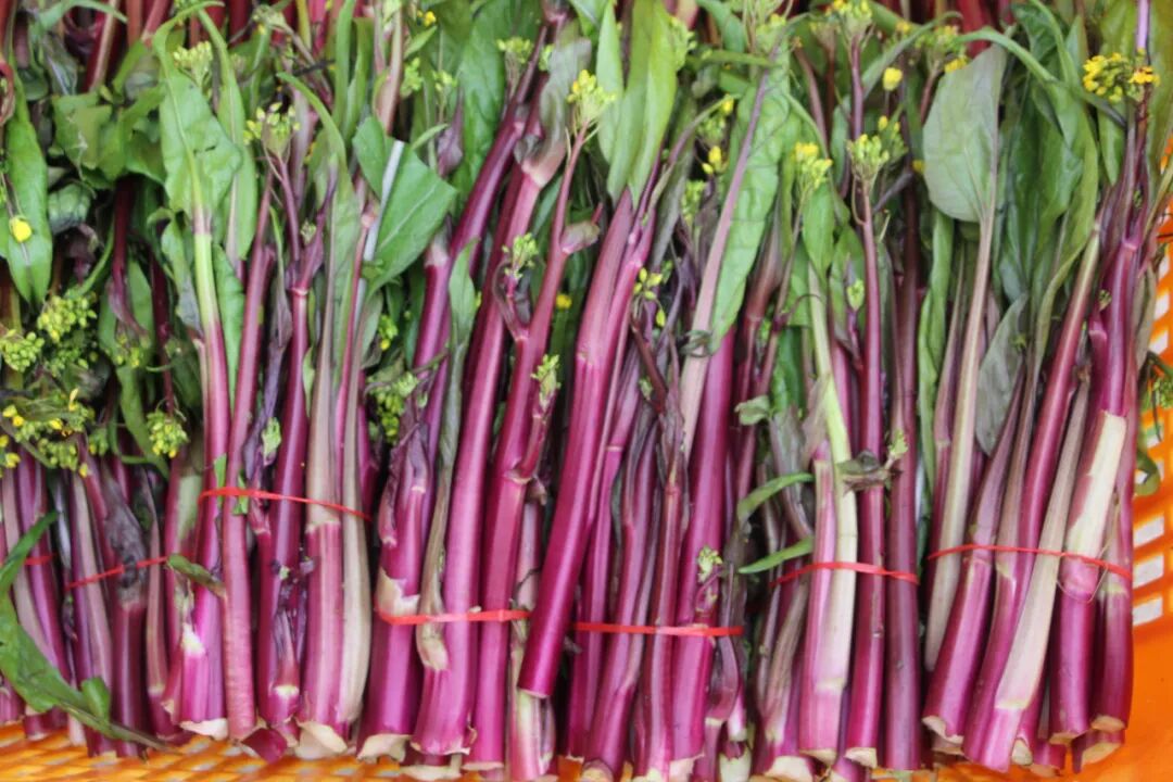 四川小孩的冬季限定绿叶菜你认识几个