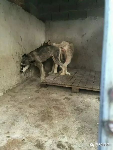 曝光狗场内幕