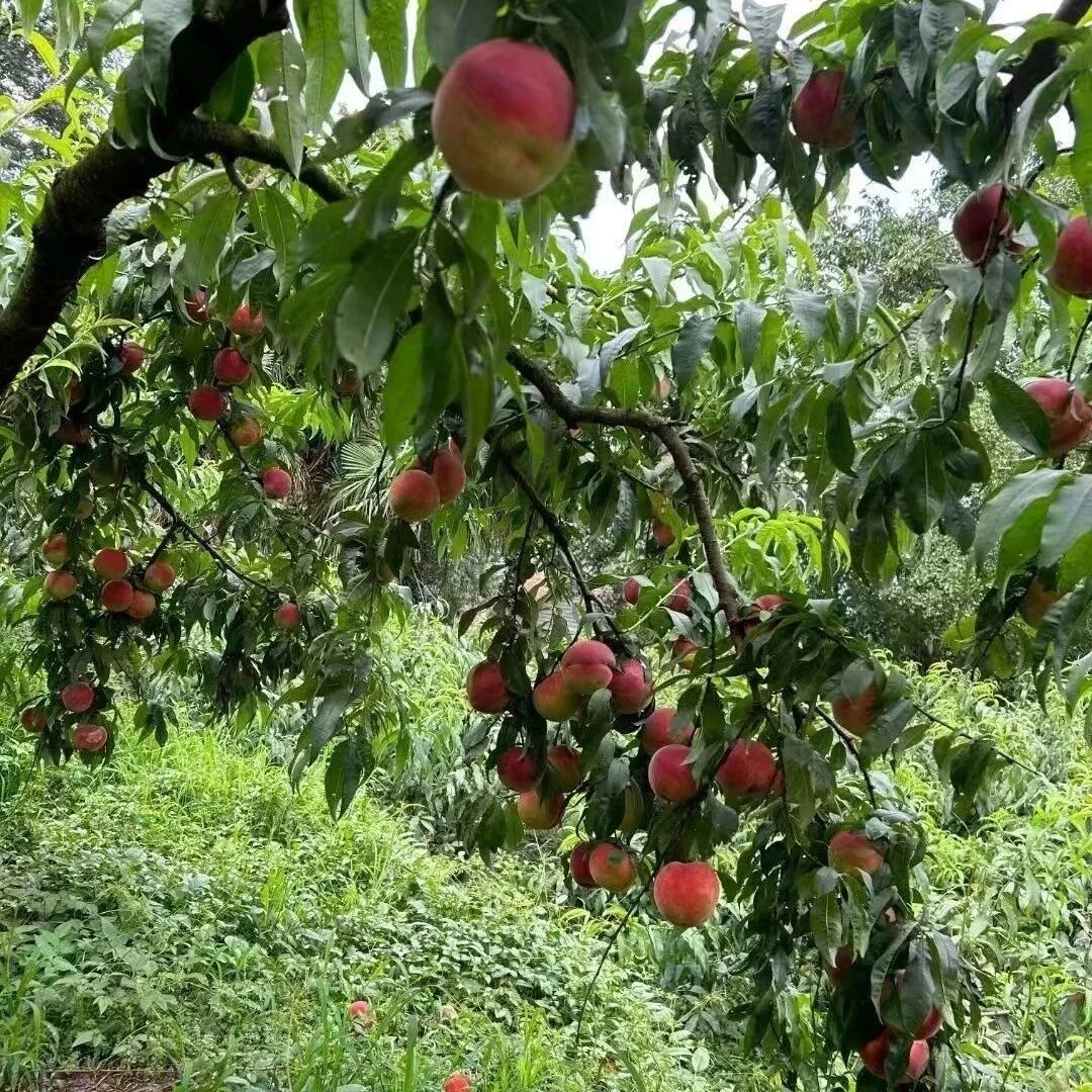 丰都县青年商会