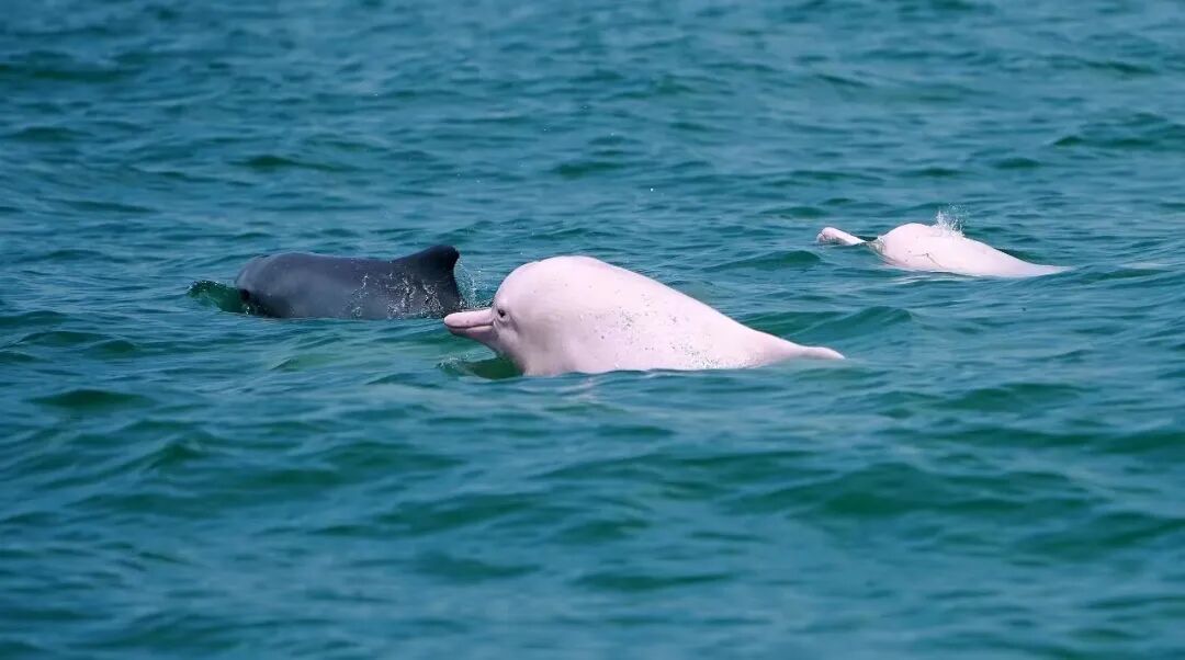 当前位置:>首页>钦州文化>钦州旅游>目前生活着300多只白海豚三娘湾