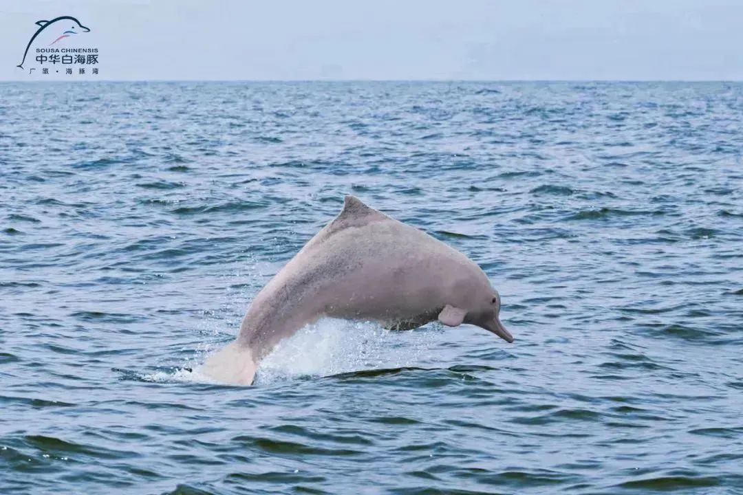 当前位置:>首页>钦州文化>钦州旅游>白海豚科普基地科学观豚馆04白
