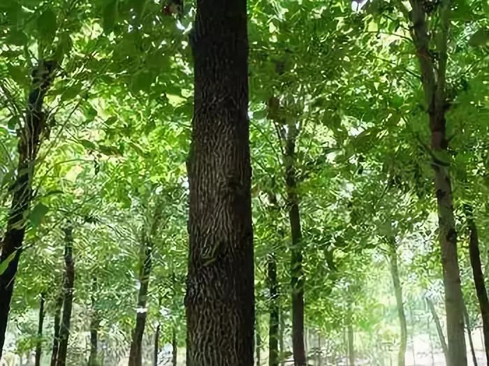 楸木與白蠟木_鵝掌楸木和白蠟木哪個(gè)好_白蠟木地板的優(yōu)缺點(diǎn)