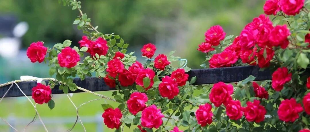 脸要穷养，脚要富养；心要穷养，肺要富养（深度好文）