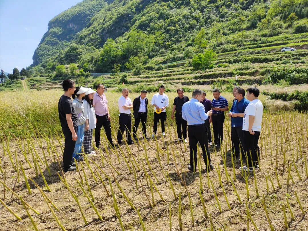油菜丰收季, 农户收割忙——凉水井镇开展油菜验收测产工作