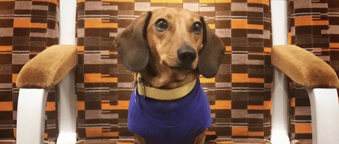 看完这10张毛孩子坐地铁的图， 一整天都被治愈了！