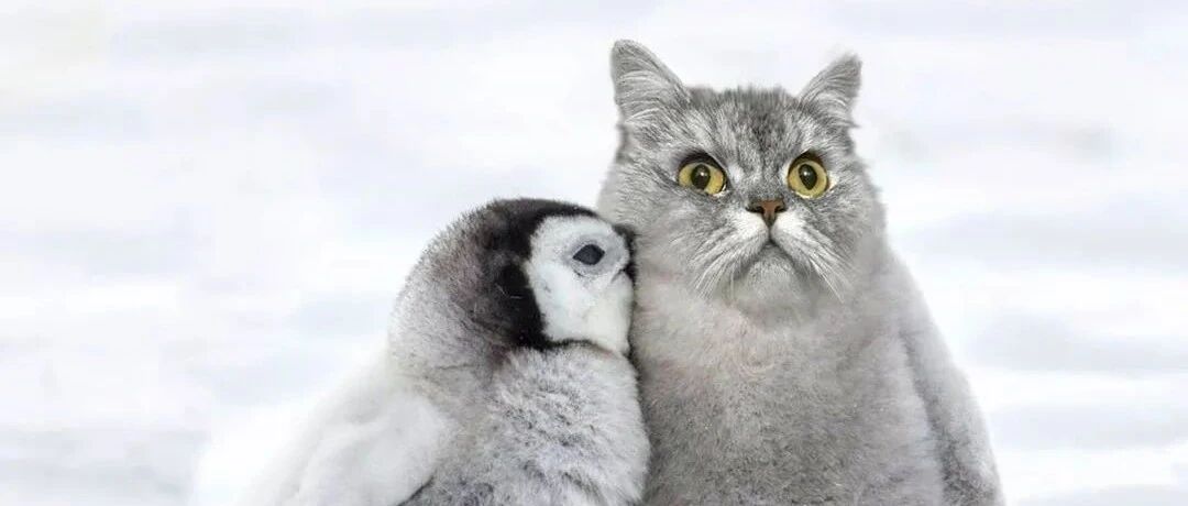 12个品种的英伦猫，哪只最戳中你的萌点？