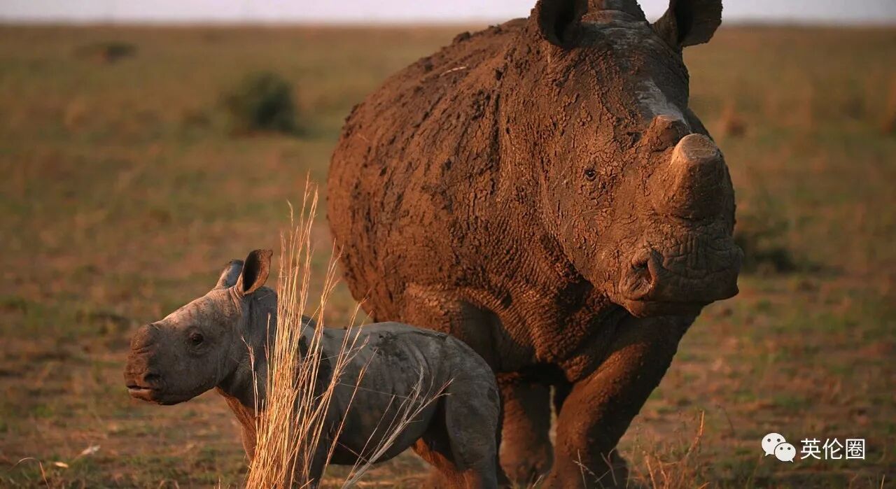 他养了1500只犀牛 把角割下卖钱 却只为保护它们