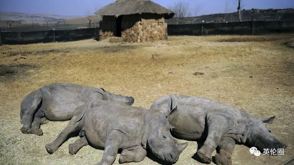 他养了1500只犀牛 把角割下卖钱 却只为保护它们