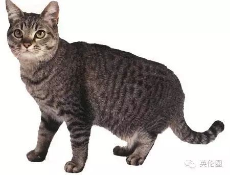 12個品種的英倫貓，哪隻最戳中你的萌點？ 寵物 第45張